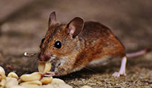24 Hour & Emergency Exterminators in Lake Emily, WI